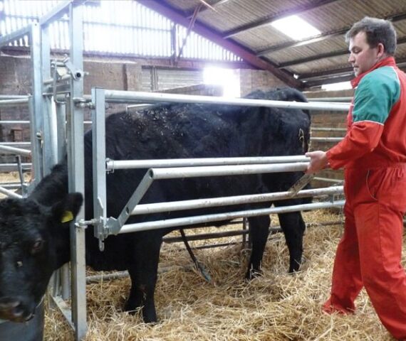 15 Calving Gate