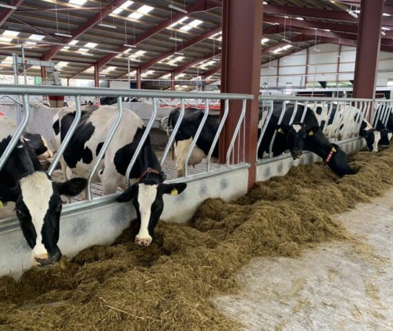 Diagonal Barrier 15ft