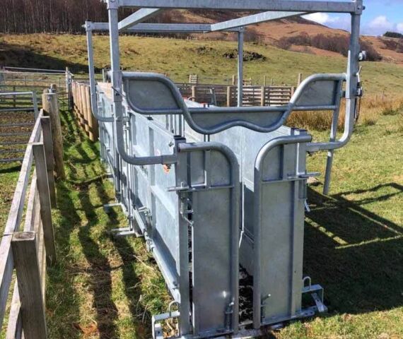 Highland Cattle Handling Crate